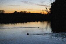 Pest or ally? Debate over beavers in Wisconsin has wildlife advocates weighing how to coexist