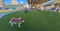 Top Projects of 2025: Downtown Milwaukee Dog Park